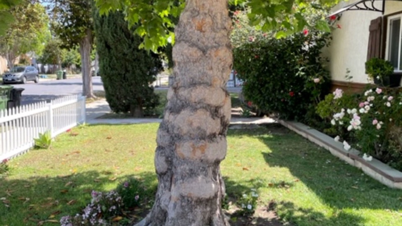 Photo of Outdoor in Reseda