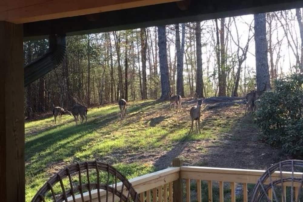 Photo of Others in Hayesville