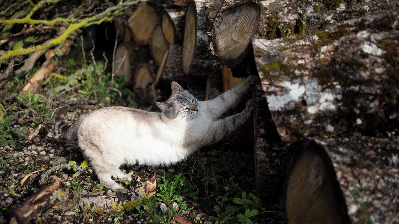 Photo of Outdoor in Versols-et-Lapeyre