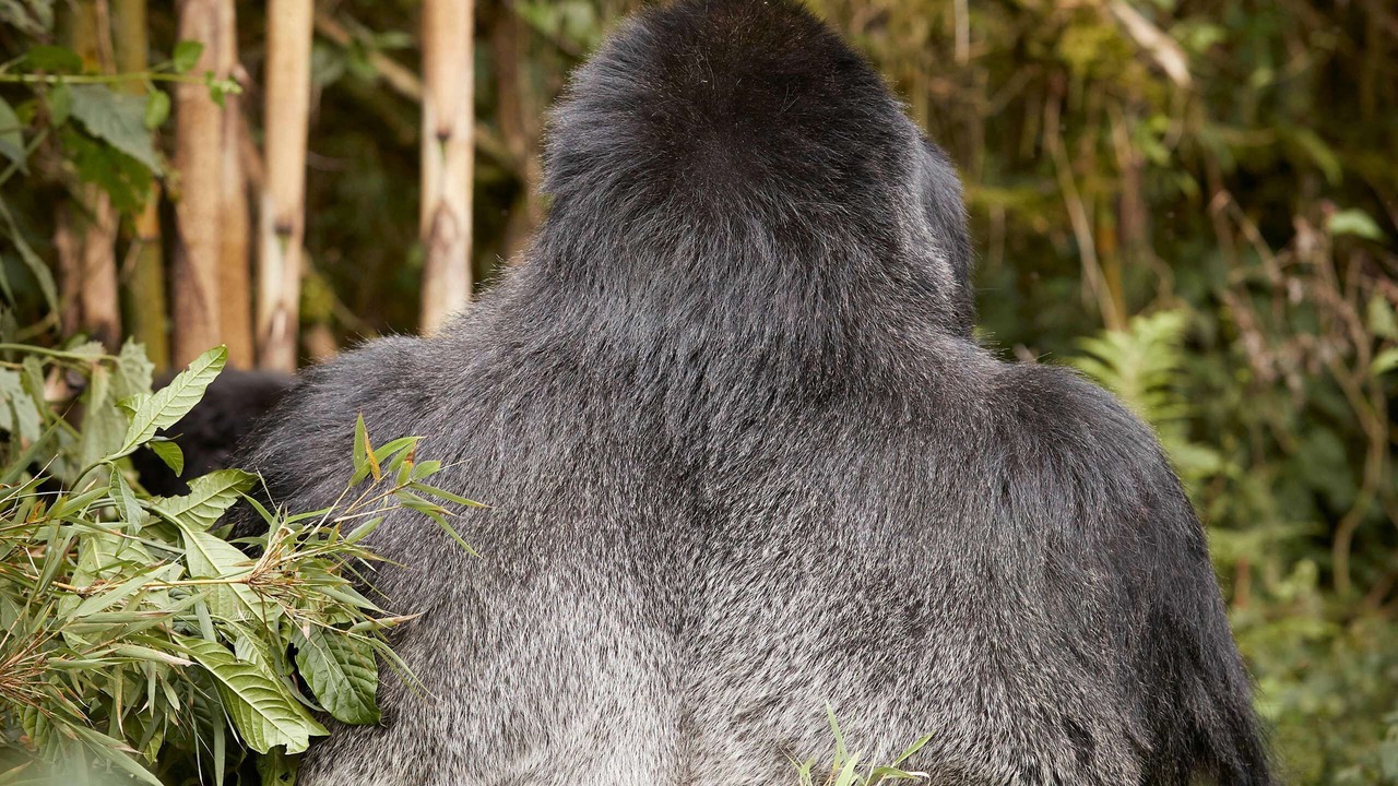 Photo of Others in Kinigi
