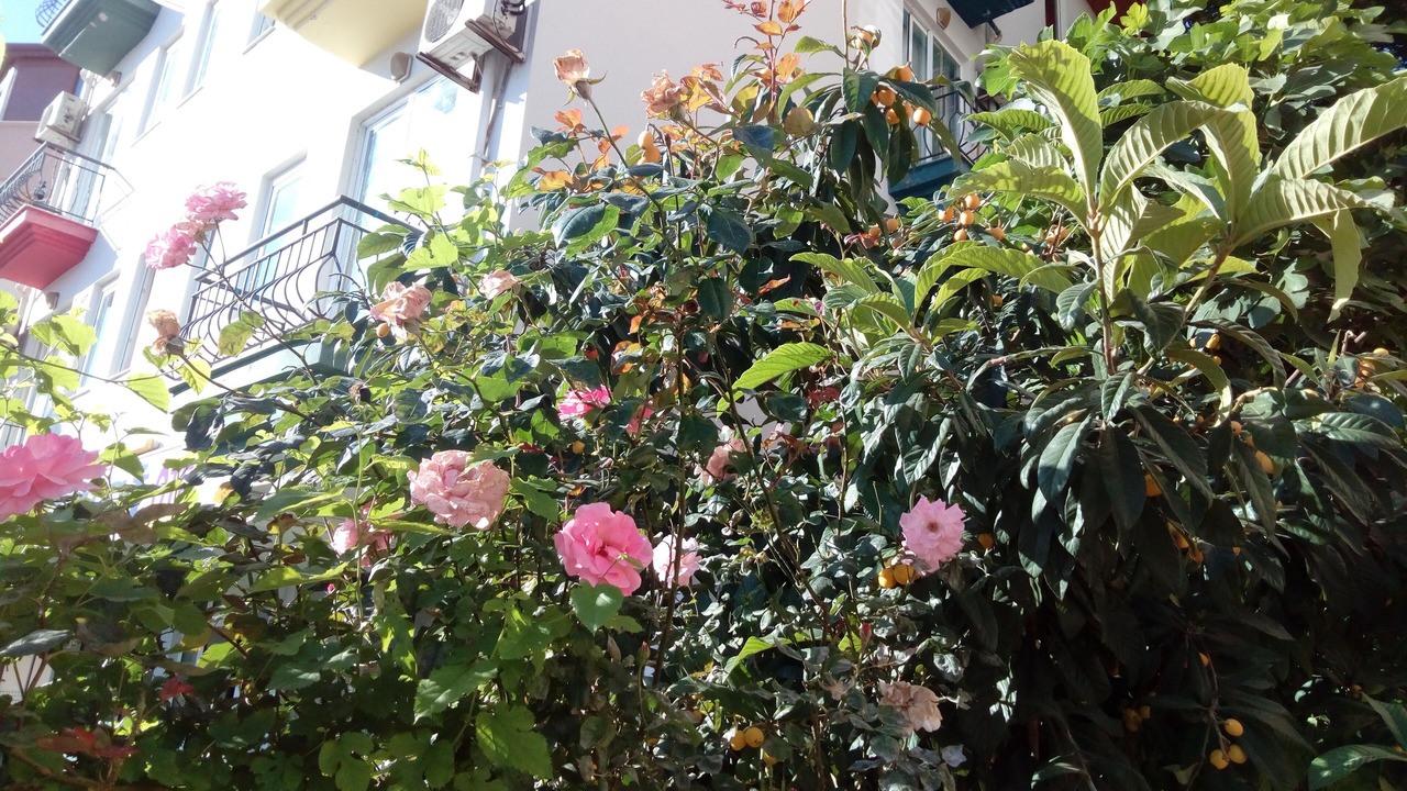 Photo of Outdoor in Kultur Mahallesi