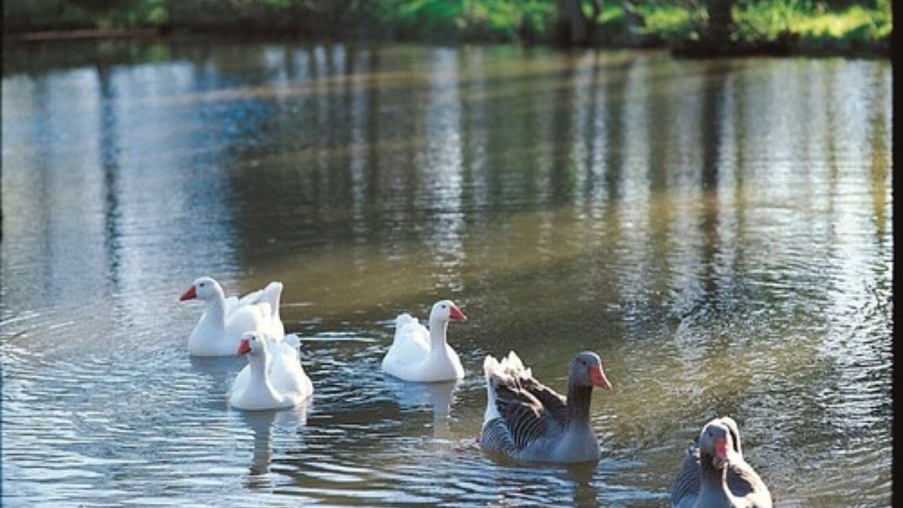 Photo of Others in Hagenthal-le-Bas