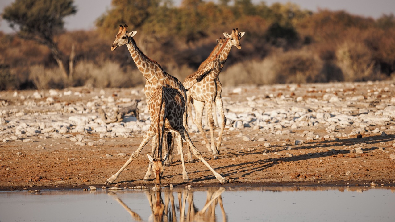 Photo of Others in Tsumeb