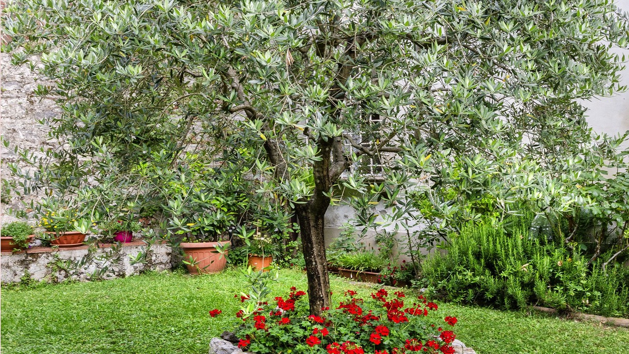 Photo of Outdoor in Arliano