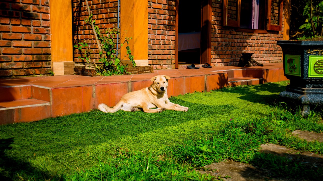 Photo of Outdoor in Son Trach