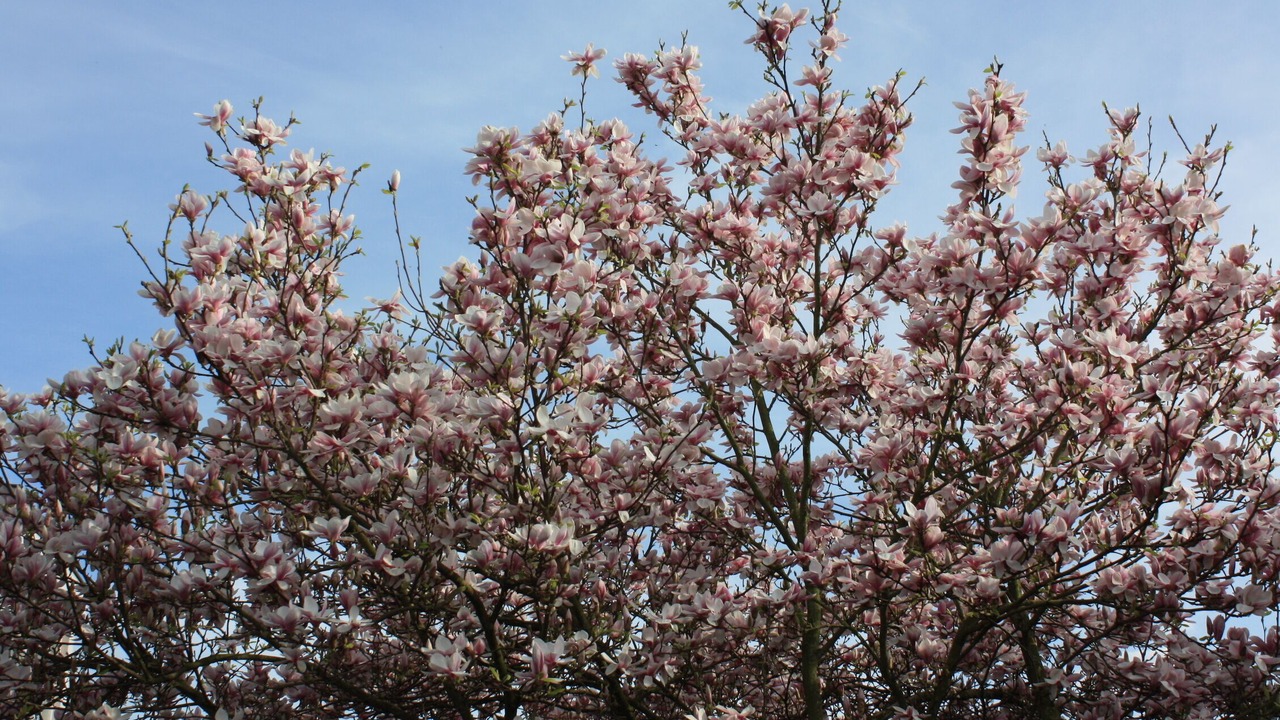 Photo of Outdoor in Vlijmen