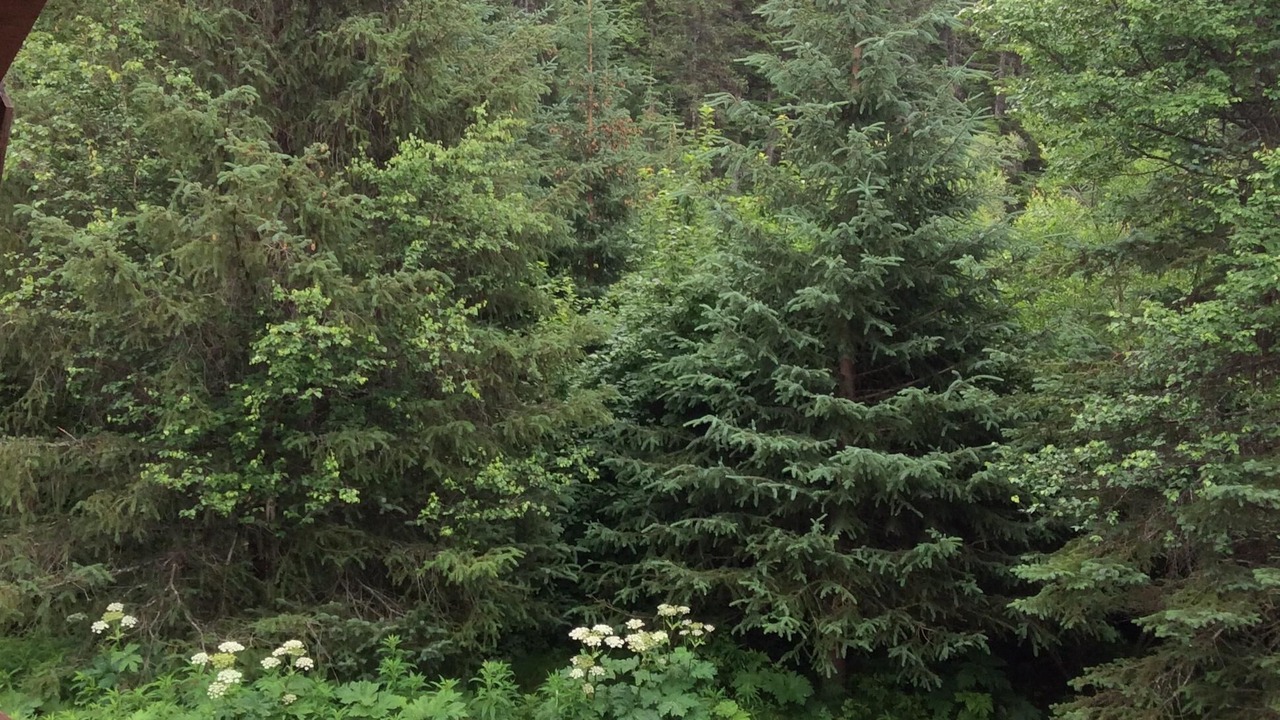Photo of Outdoor in Primrose