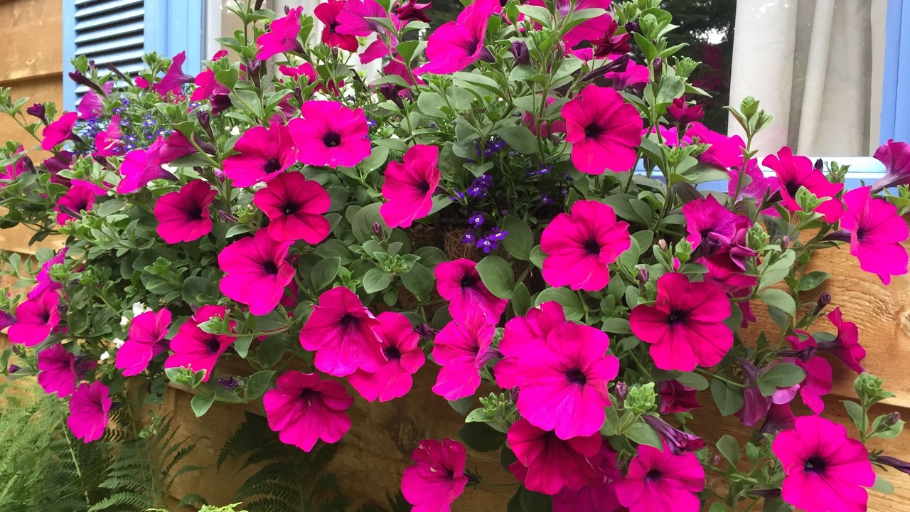 Photo of Outdoor in Primrose