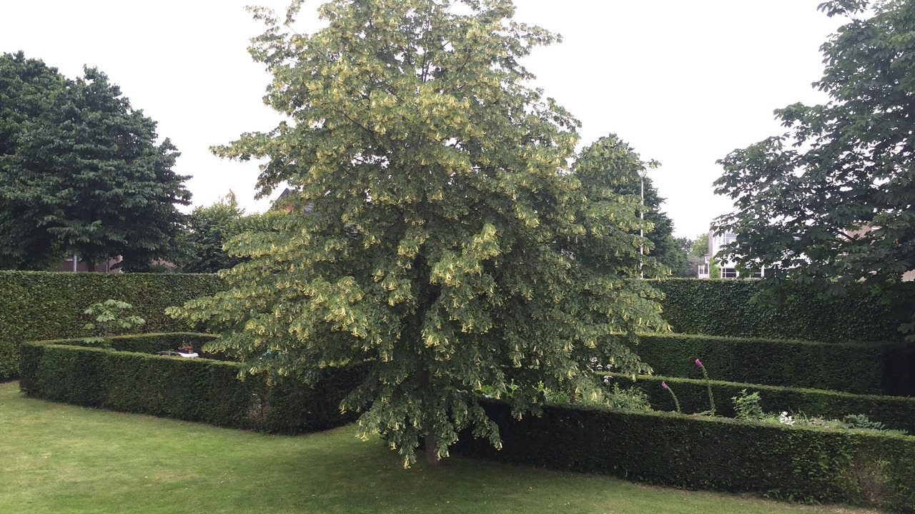 Photo of Outdoor in Breda