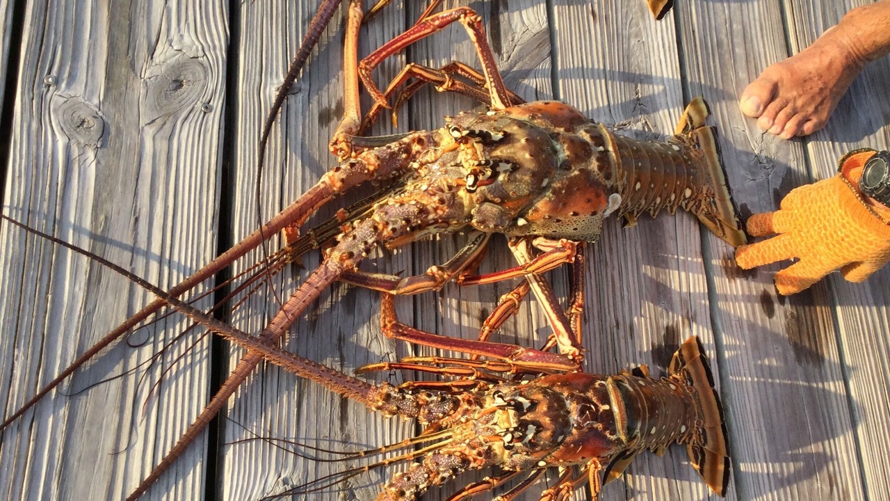 Photo of Others in Great Harbour Cay
