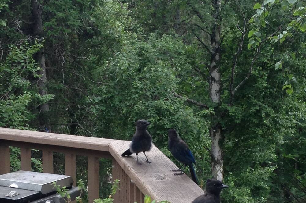 Photo of Others in Rabbit Creek