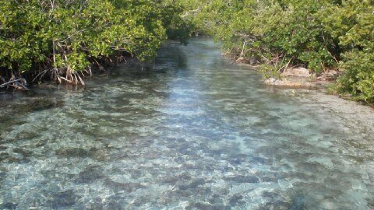Photo of Others in Cherokee Sound