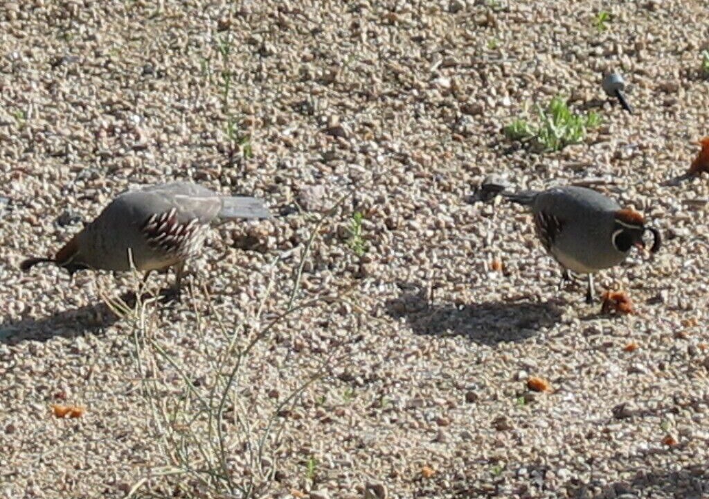 Photo of Others in Troon North