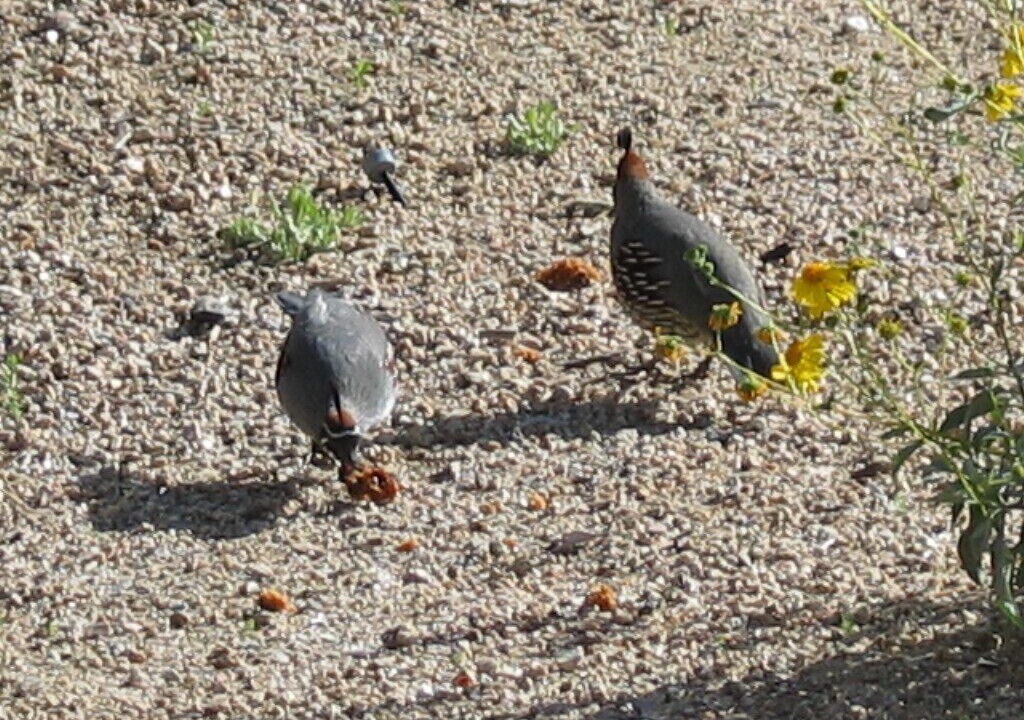 Photo of Outdoor in Troon North