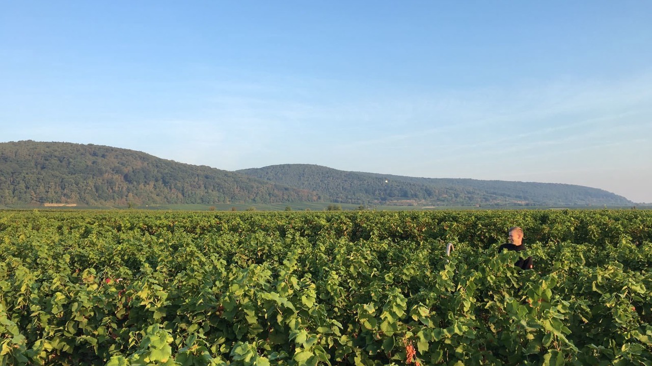 Photo of Others in Weisenheim am Berg