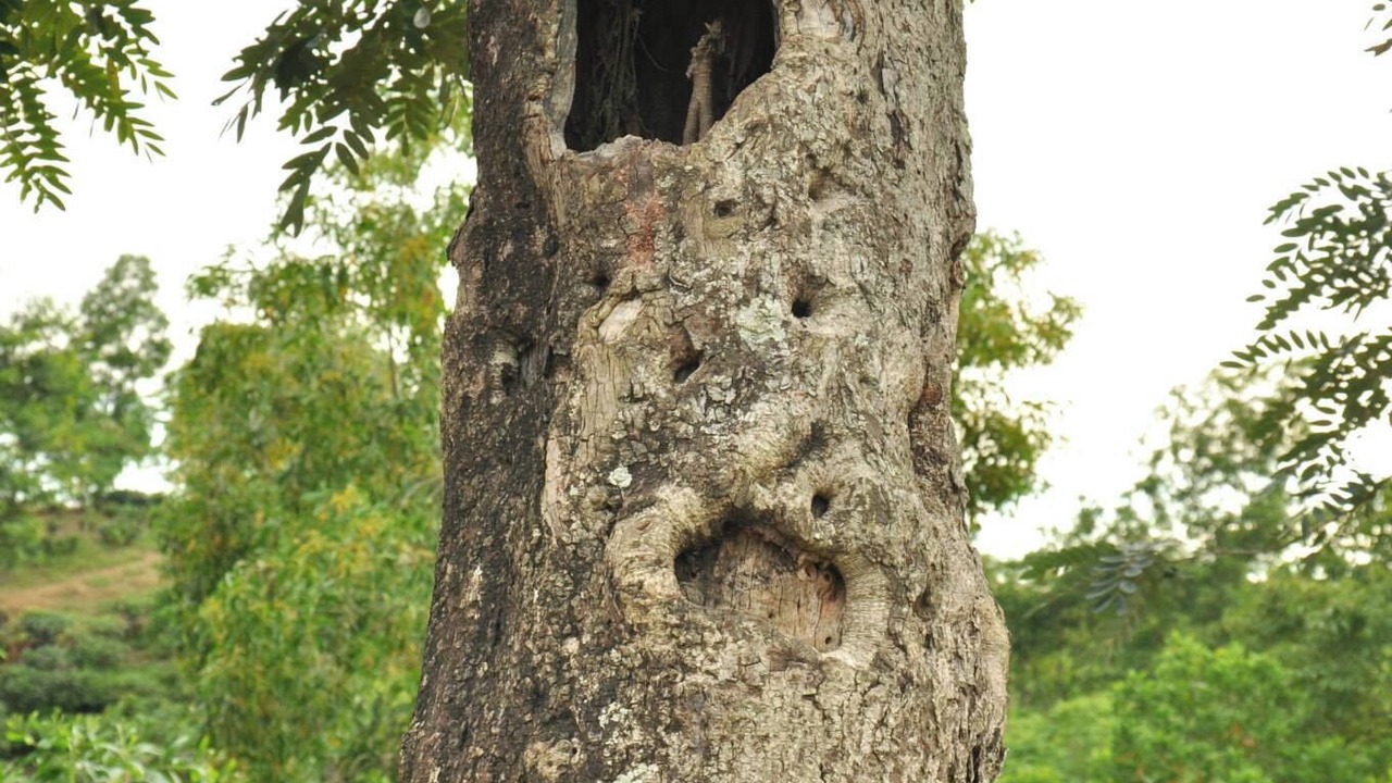 Photo of Outdoor in Sreemangal Upazila