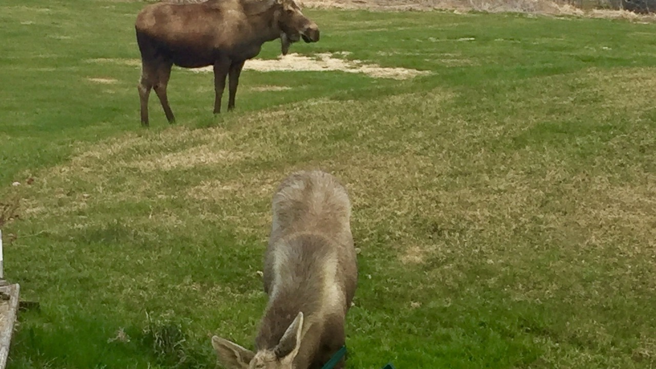 Photo of Others in Kachemak