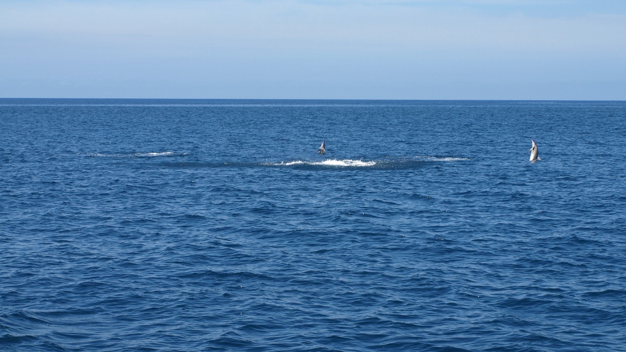 Photo of Others in Flic-en-Flac