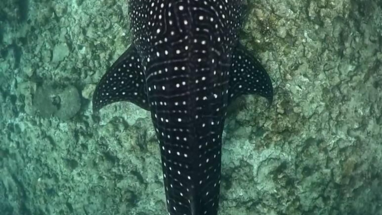 Photo of Outdoor in Omadhoo