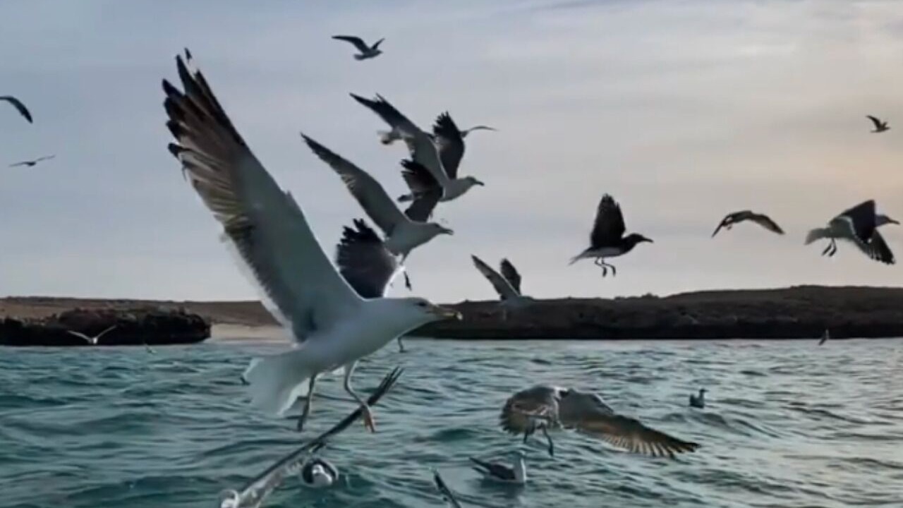 Photo of Others in Al Hadd