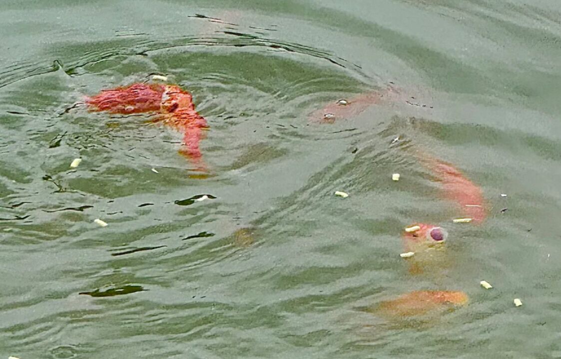 Photo of Others in Wylie