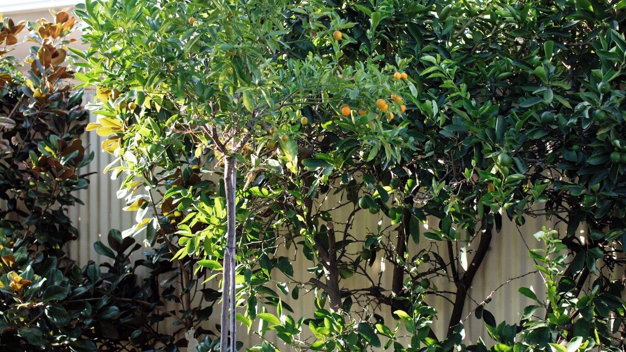 Photo of Outdoor in South Albury