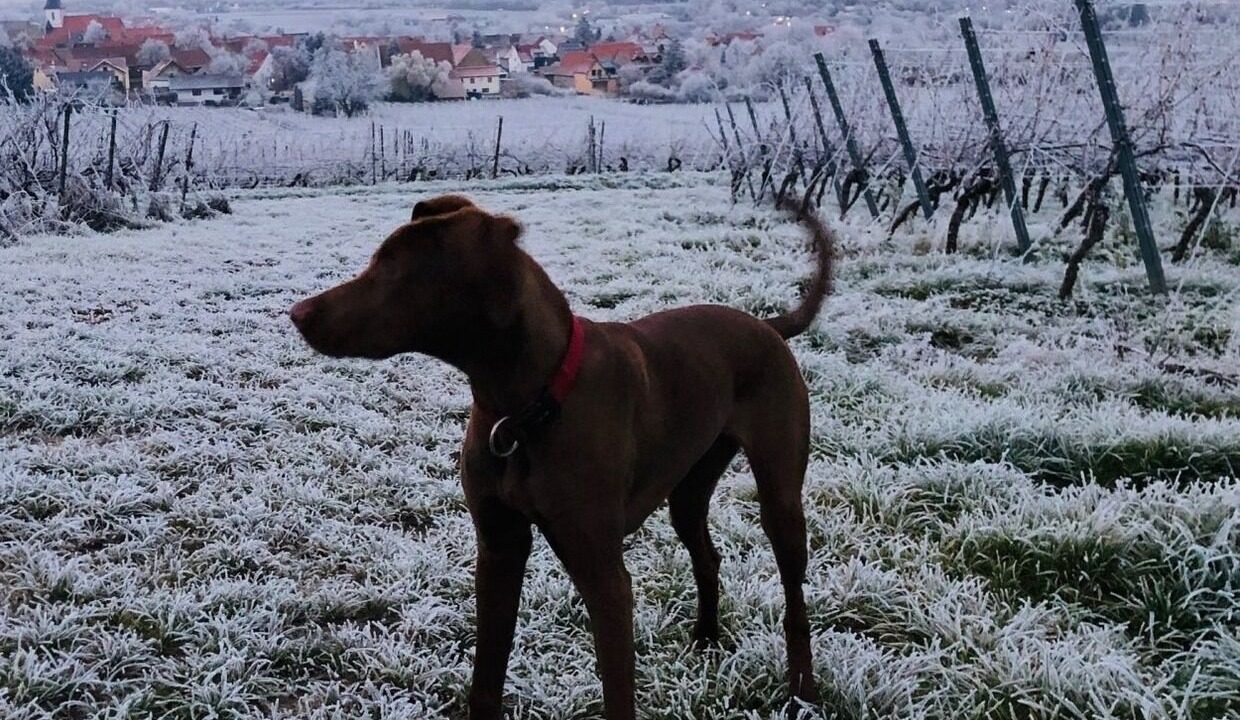 Photo of Others in Gundersheim