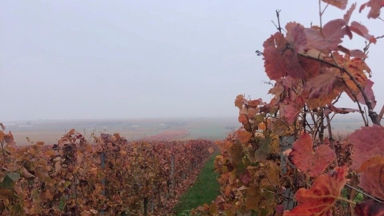 Photo of Outdoor in Gundersheim