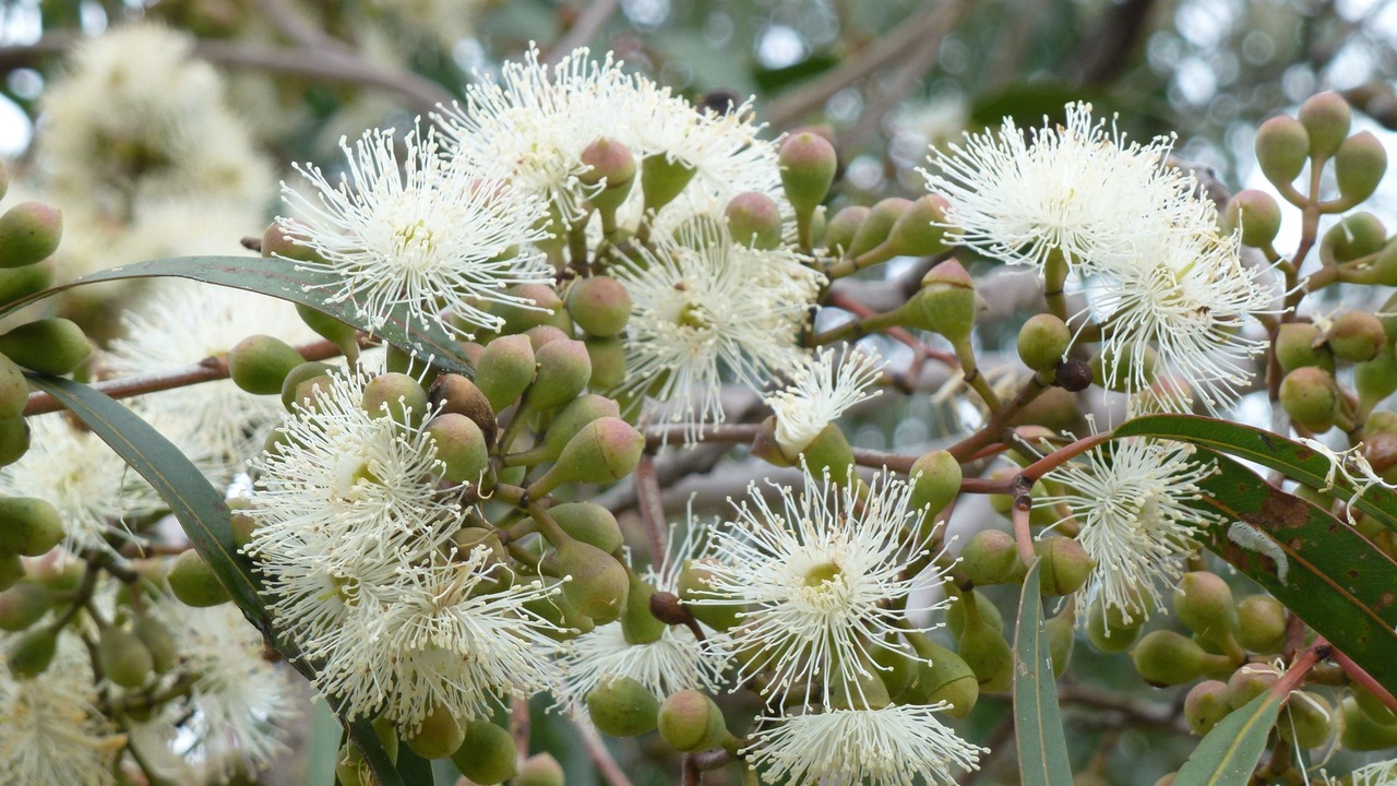 Photo of Outdoor in North Tamworth