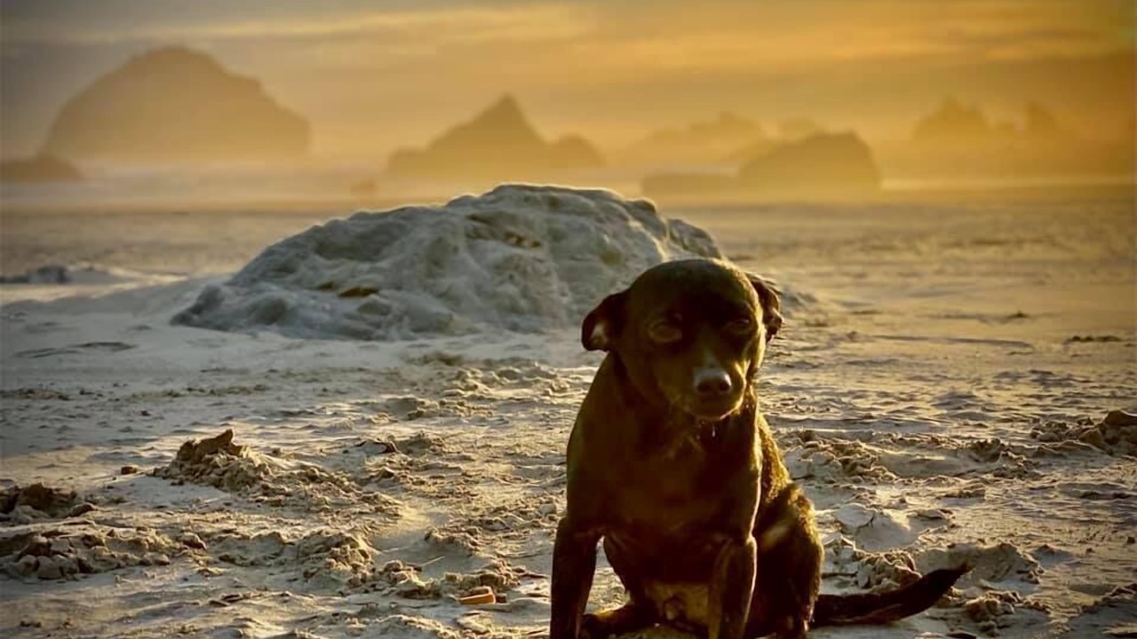 Photo of Others in Bandon