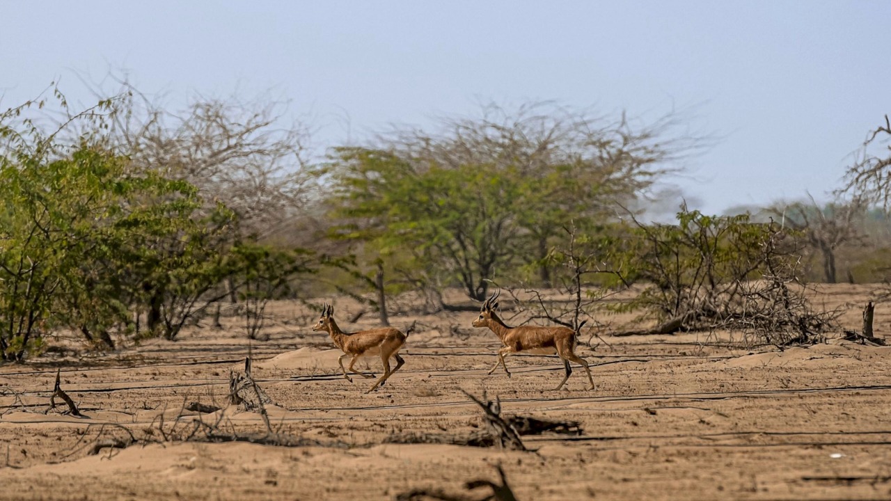 Photo of Outdoor in Al Seer