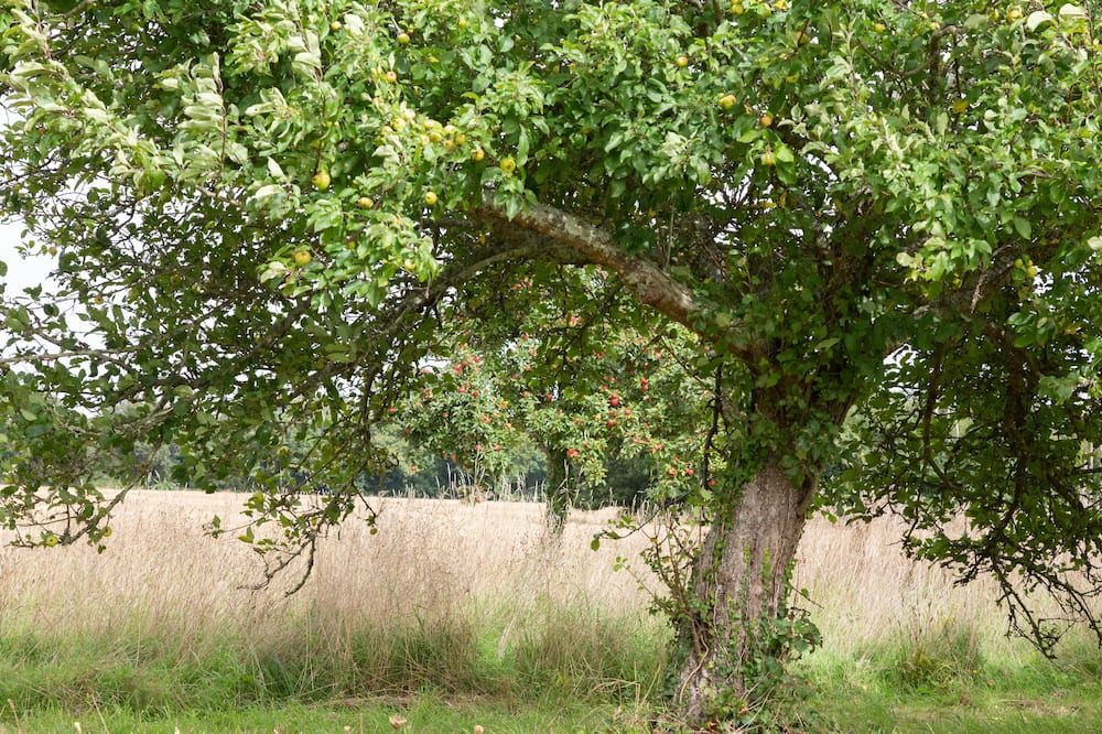 Photo of Others in Landrevarzec