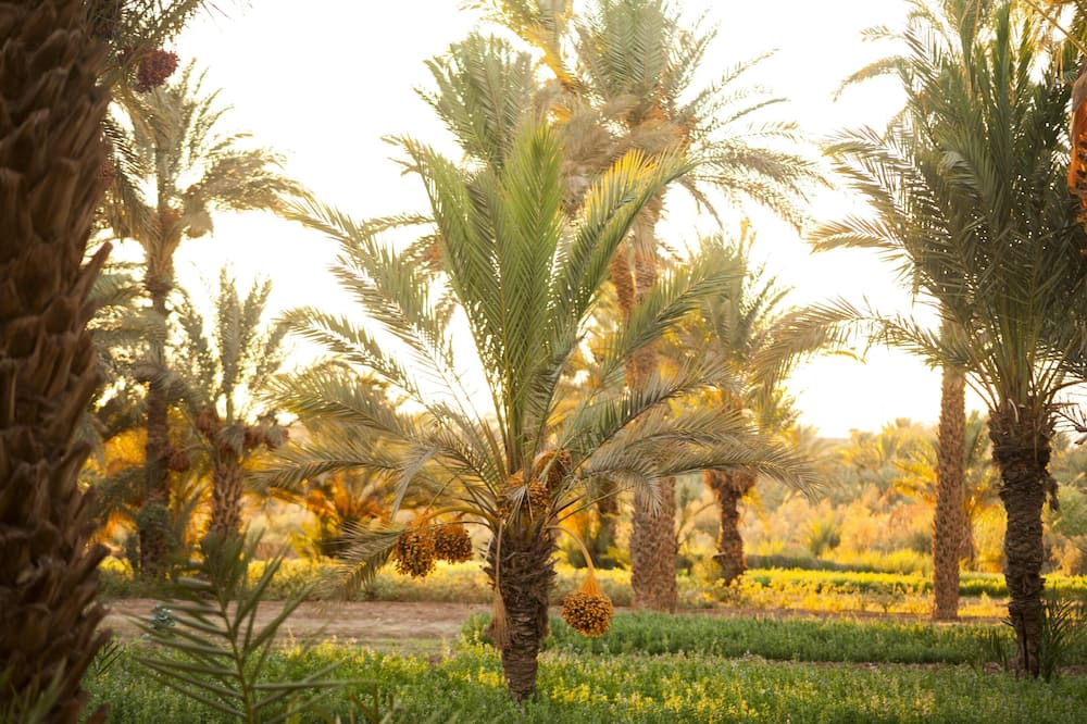 Photo of Outdoor in Amezrou