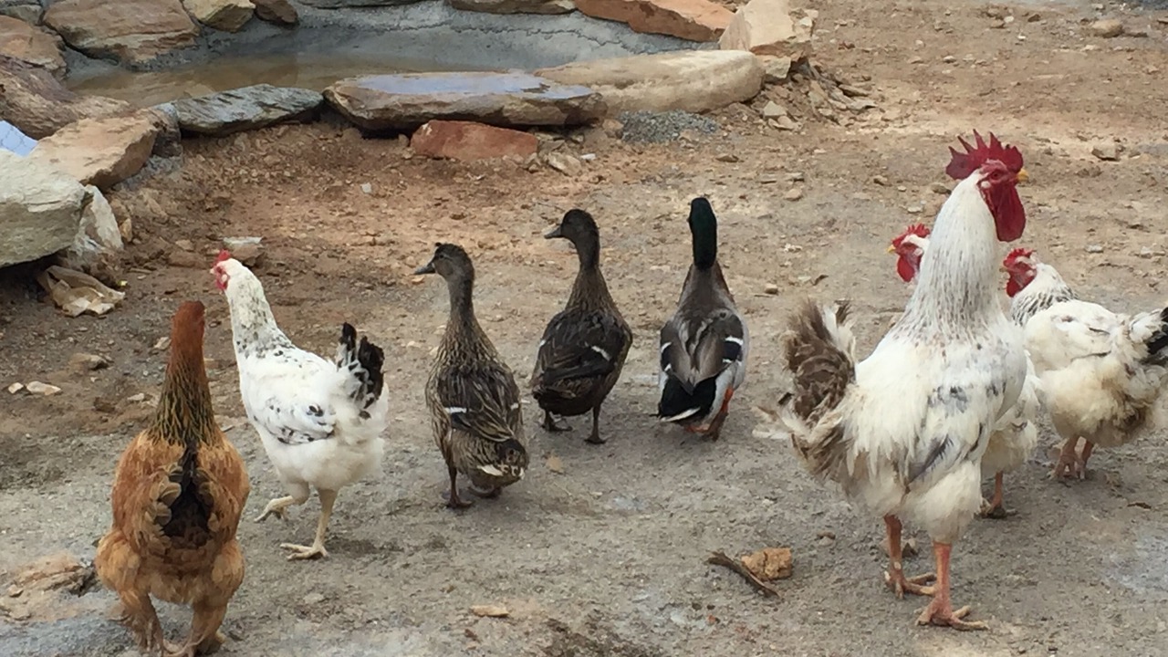 Photo of Others in Laroya