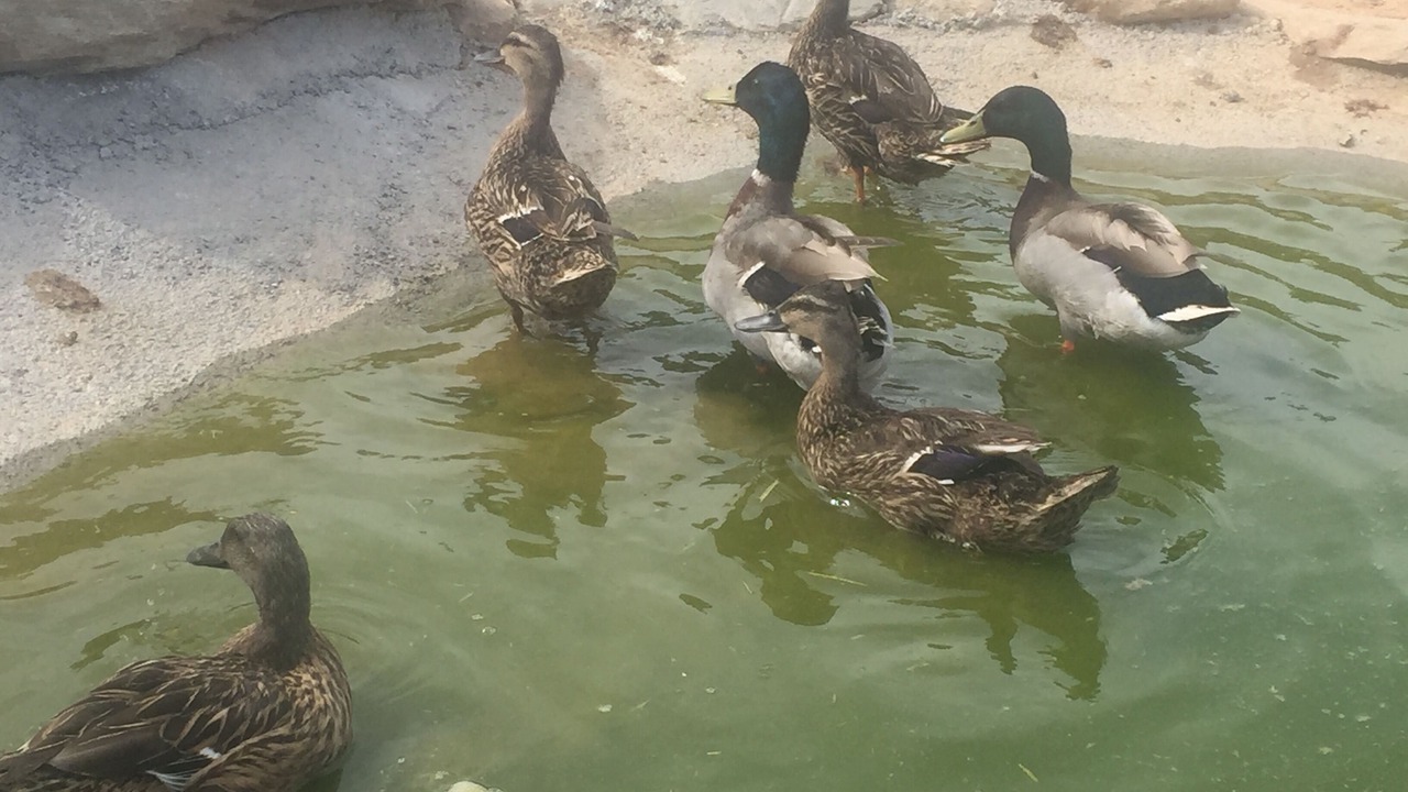 Photo of Others in Laroya