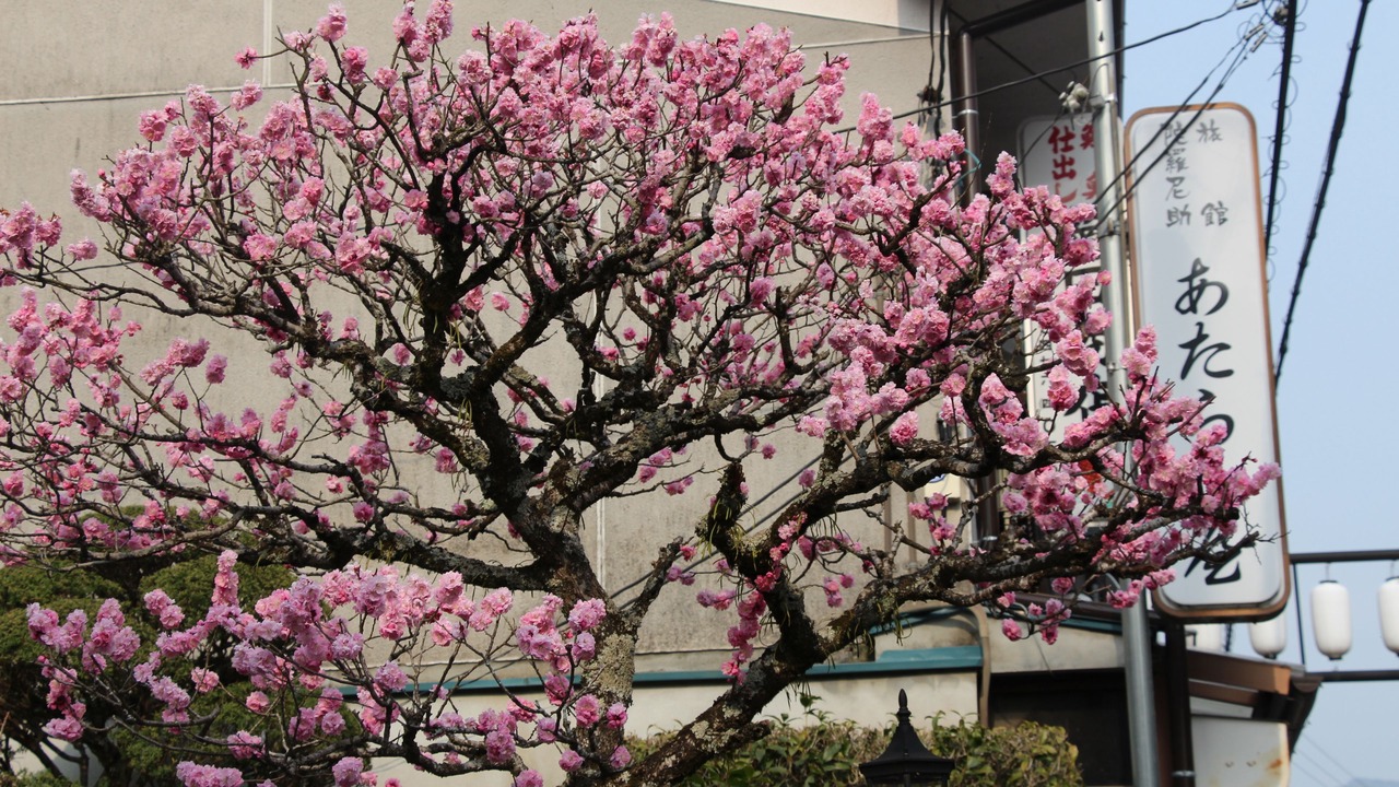 Photo of Outdoor in Tenkawa