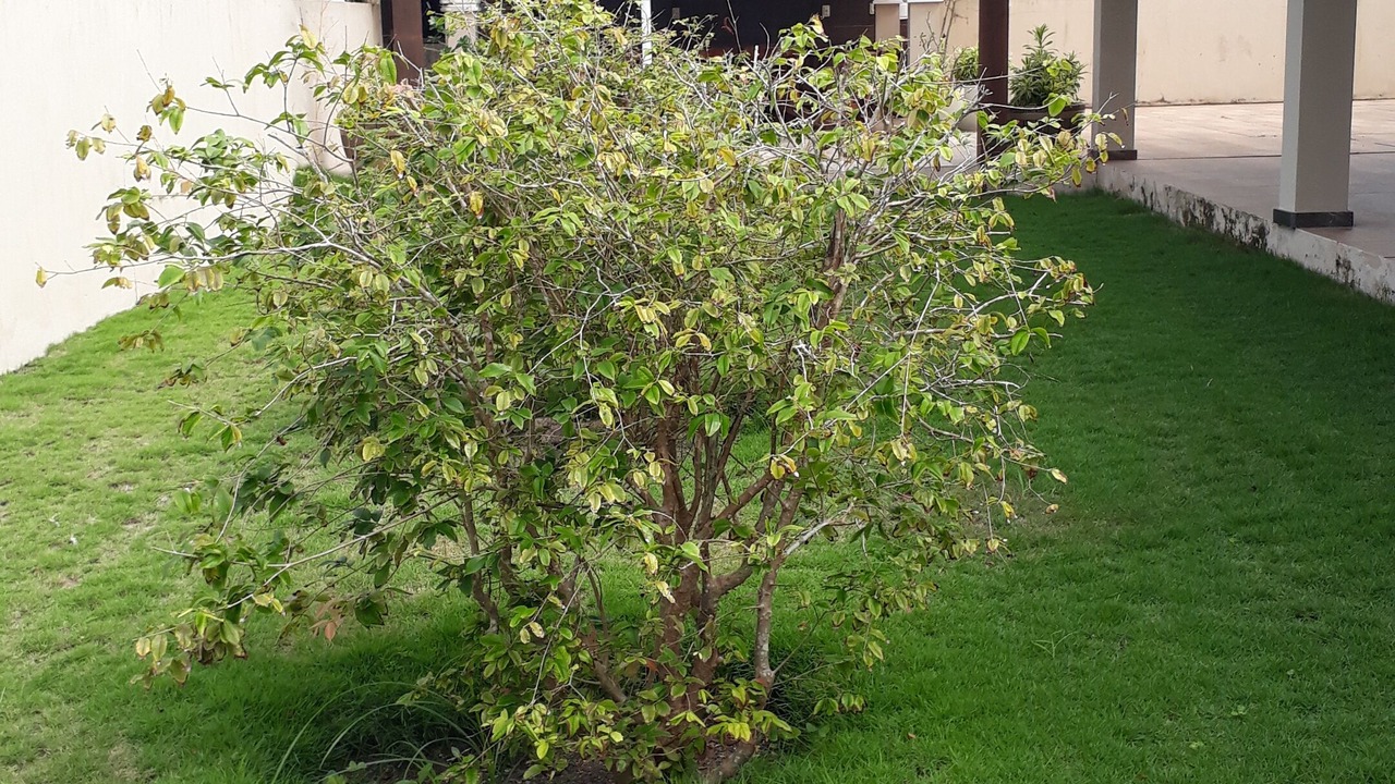 Photo of Outdoor in Caixa-Pregos