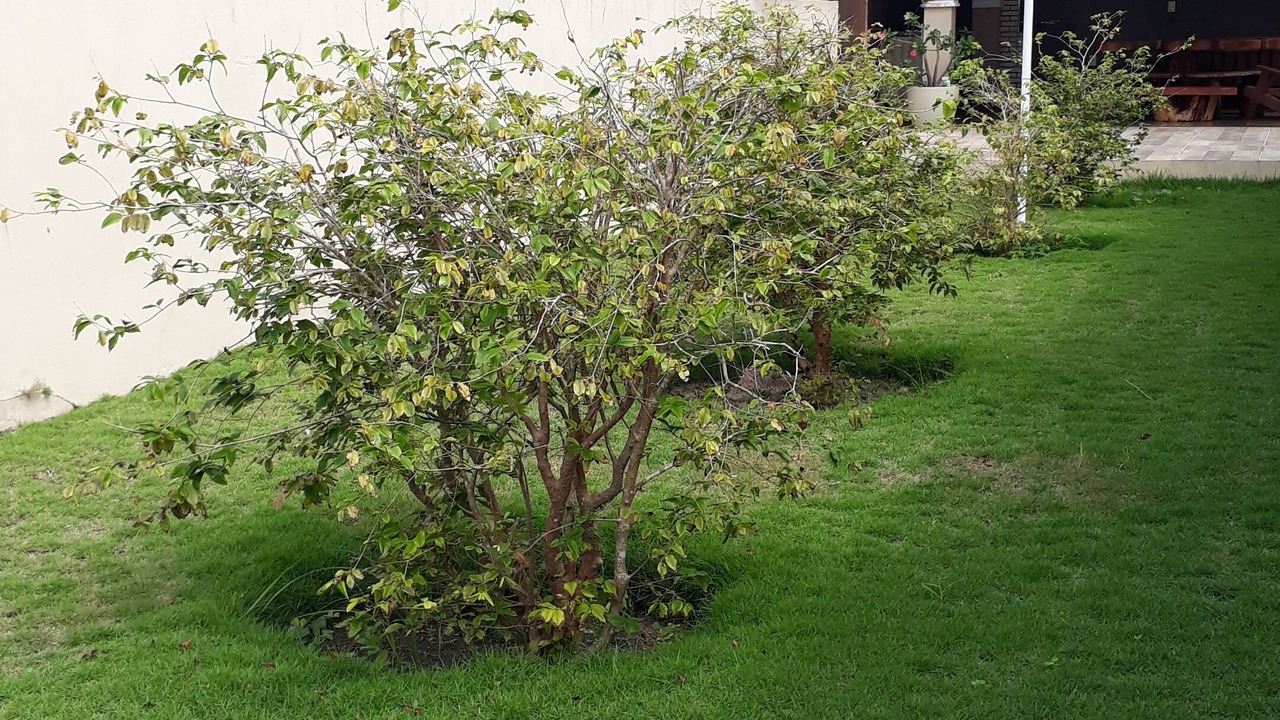 Photo of Outdoor in Caixa-Pregos