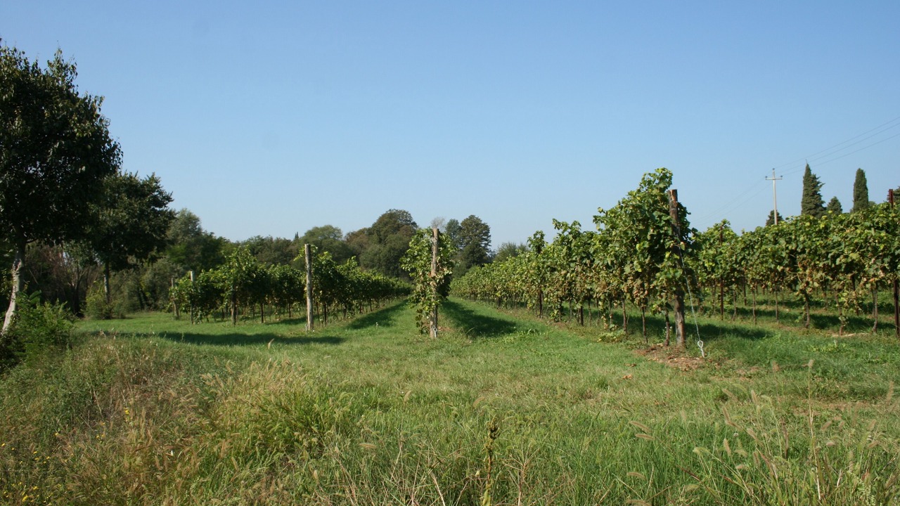 Photo of Outdoor in Valeggio sul Mincio