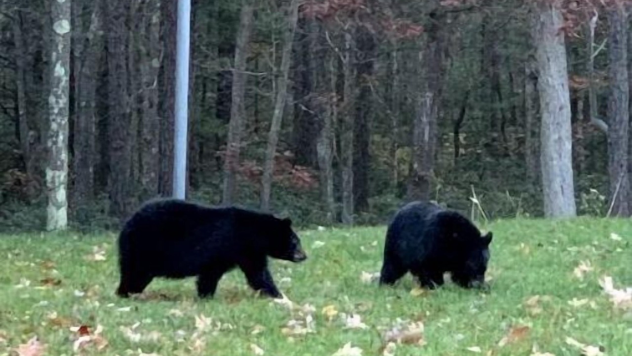 Photo of Others in Lock Haven