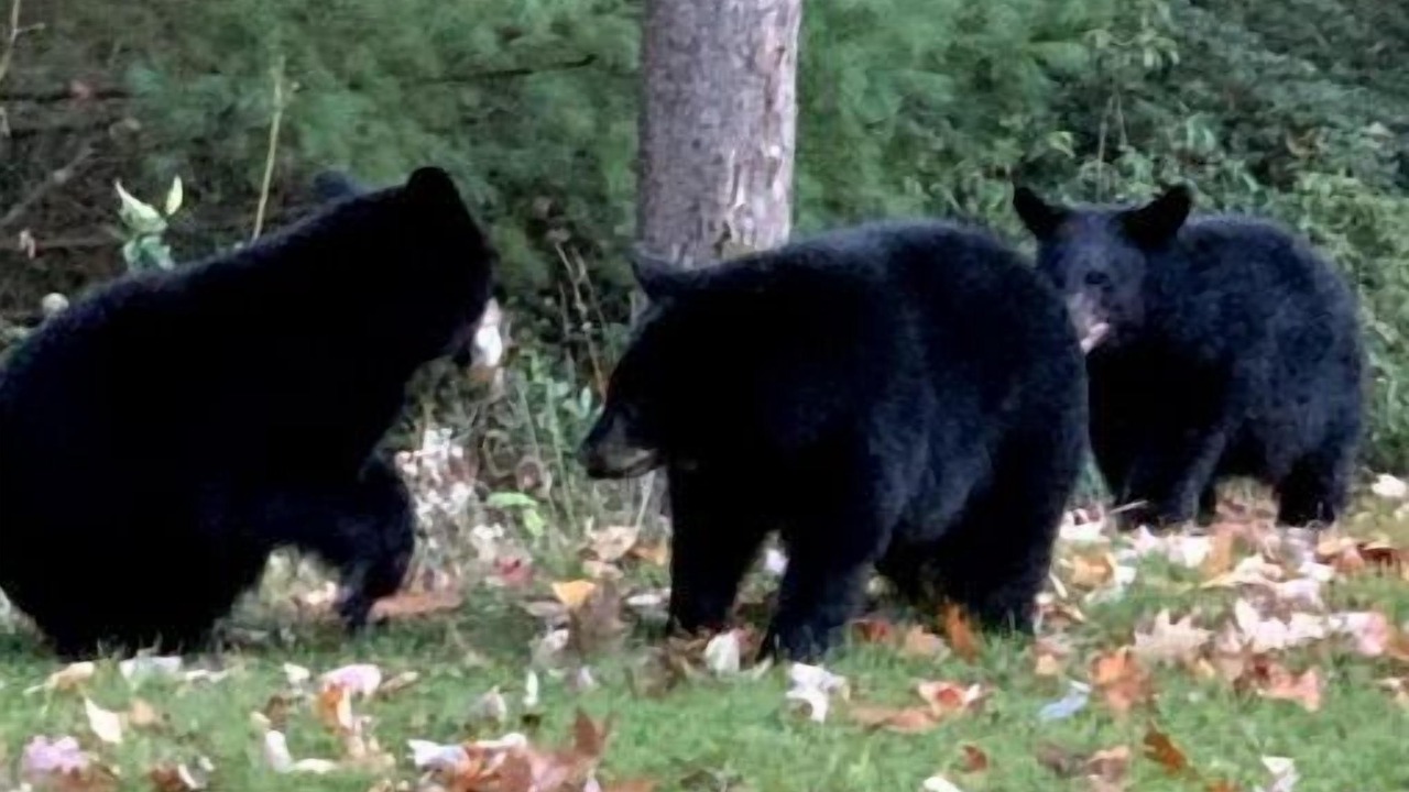 Photo of Others in Lock Haven