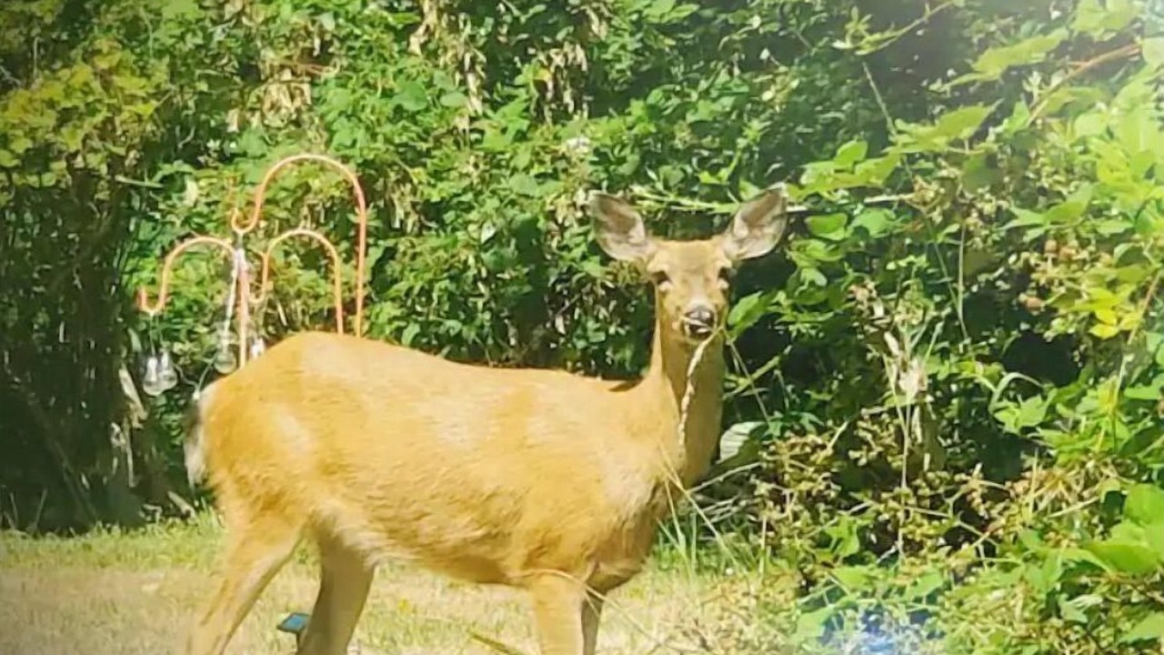 Photo of Others in Port Angeles East