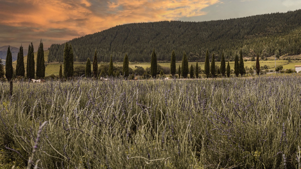 Photo of Outdoor in Olmedo