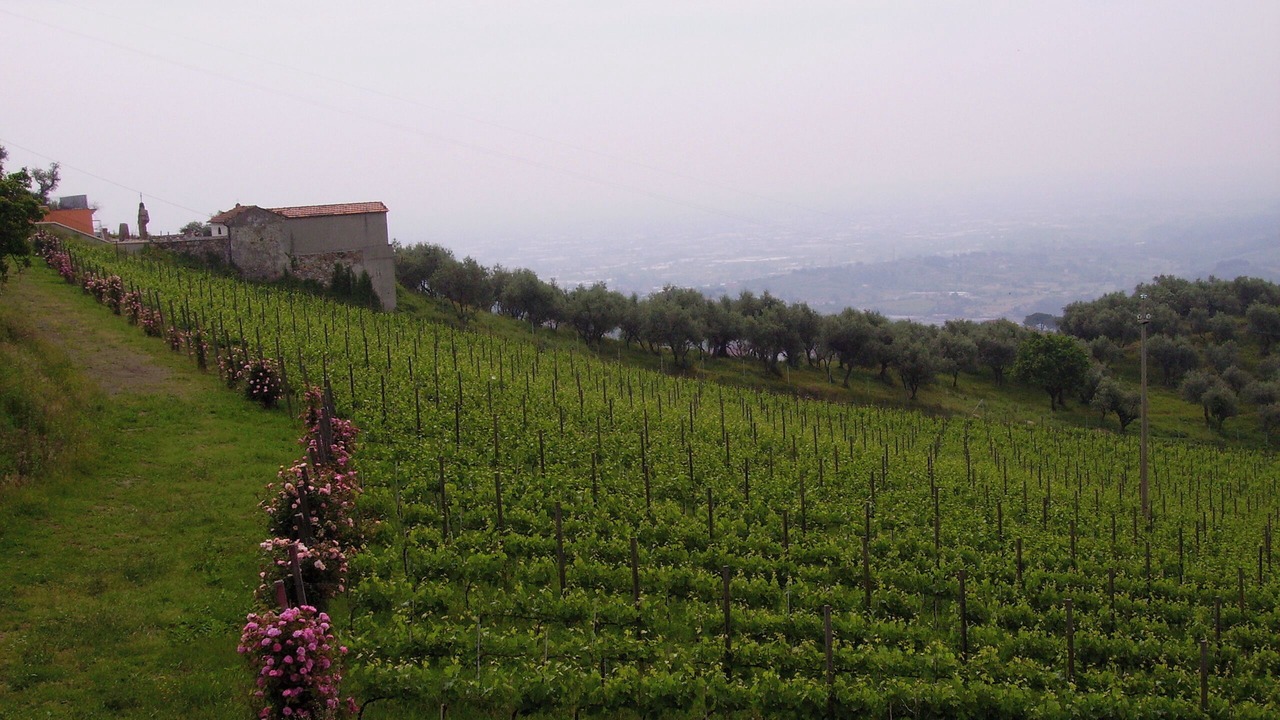 Photo of Others in Petrognano