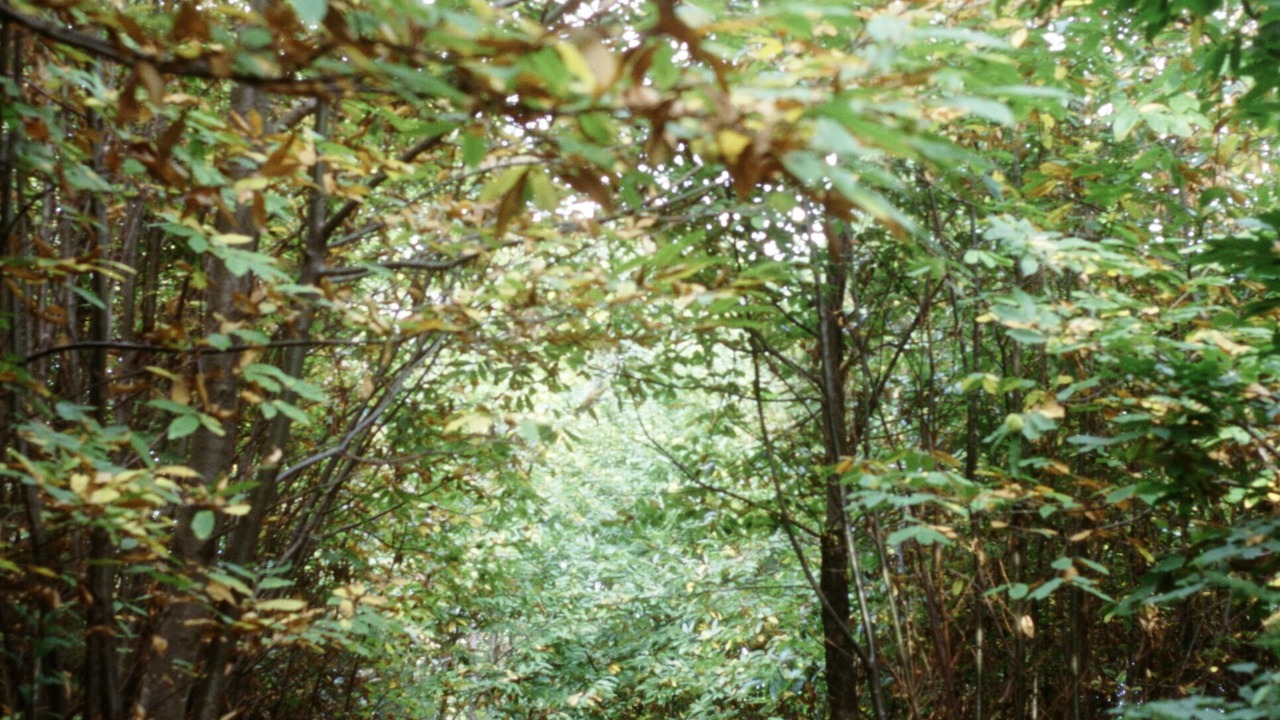 Photo of Others in Petrognano