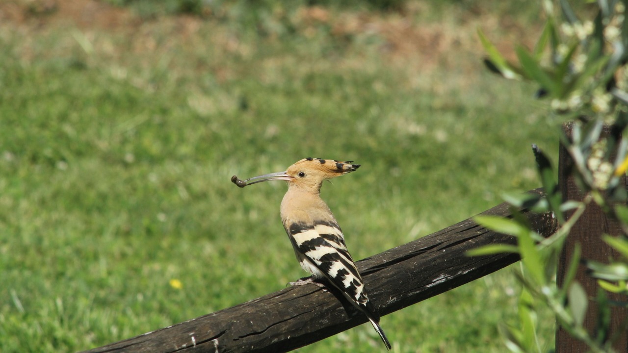 Photo of Others in Petrognano