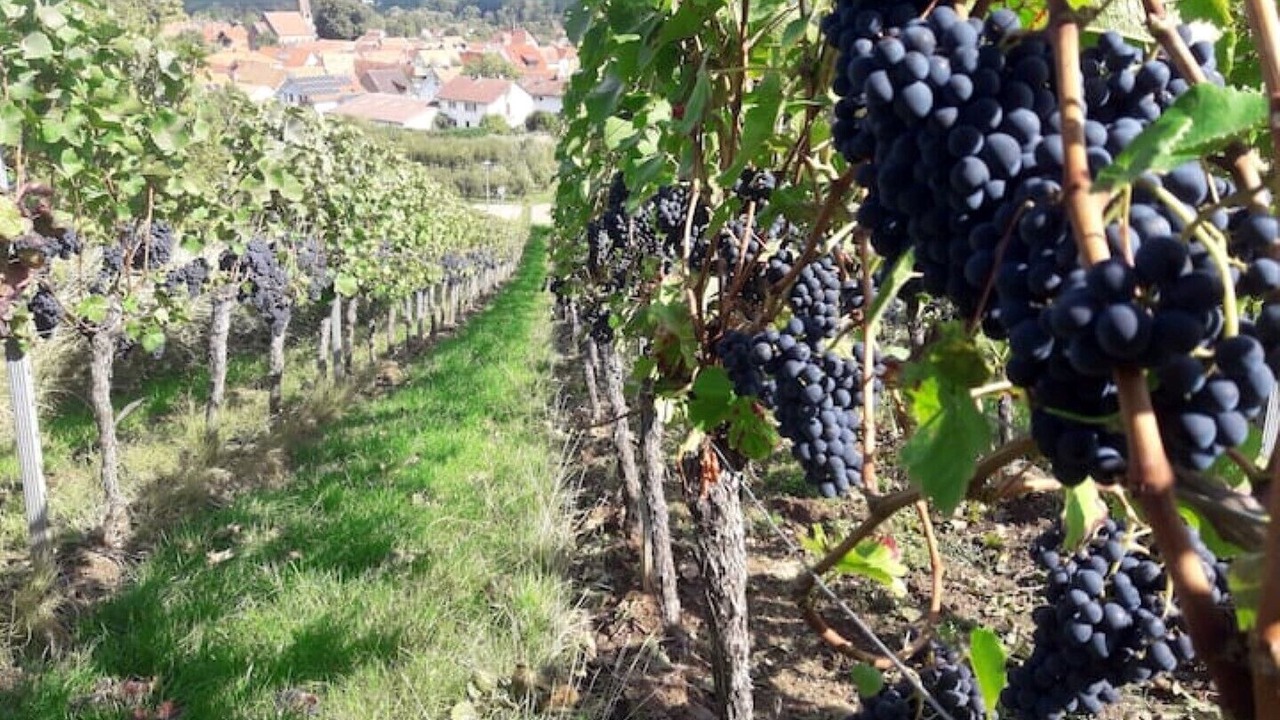 Photo of Outdoor in Ranschbach