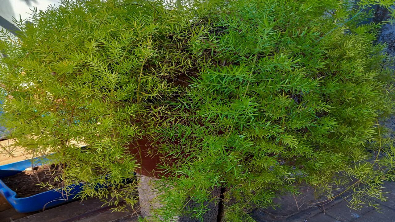 Photo of Outdoor in Port Louis