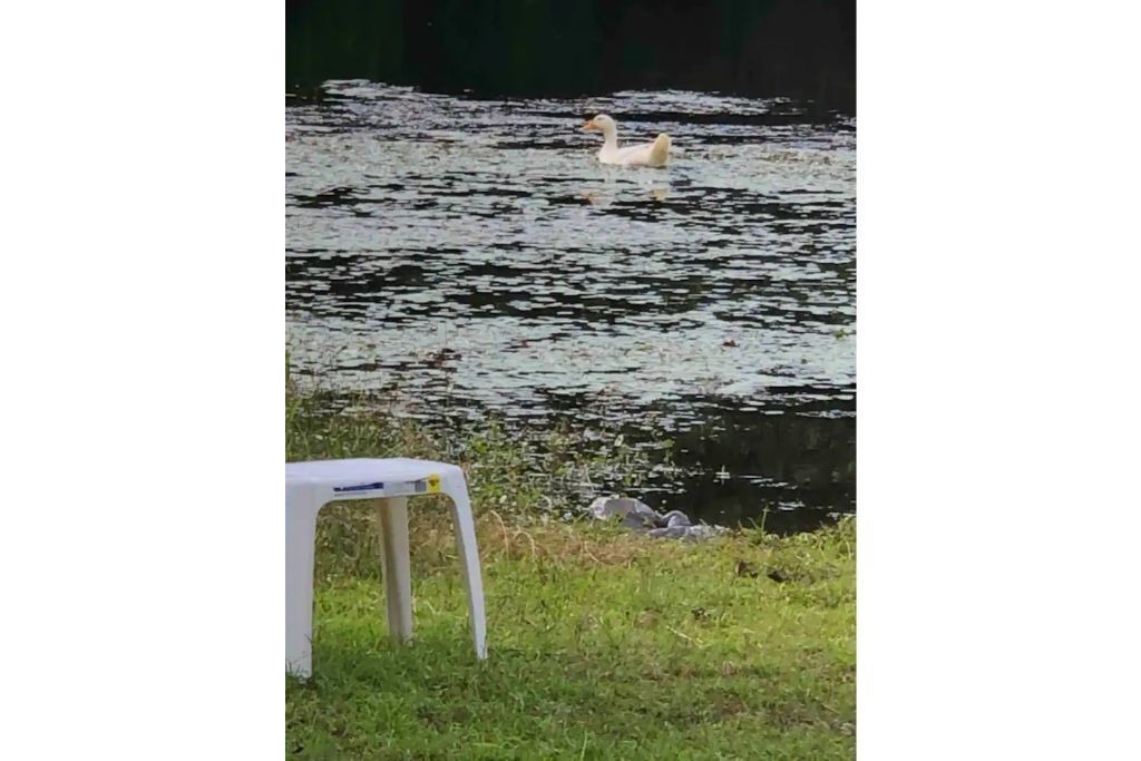 Photo of Outdoor in Hartsville