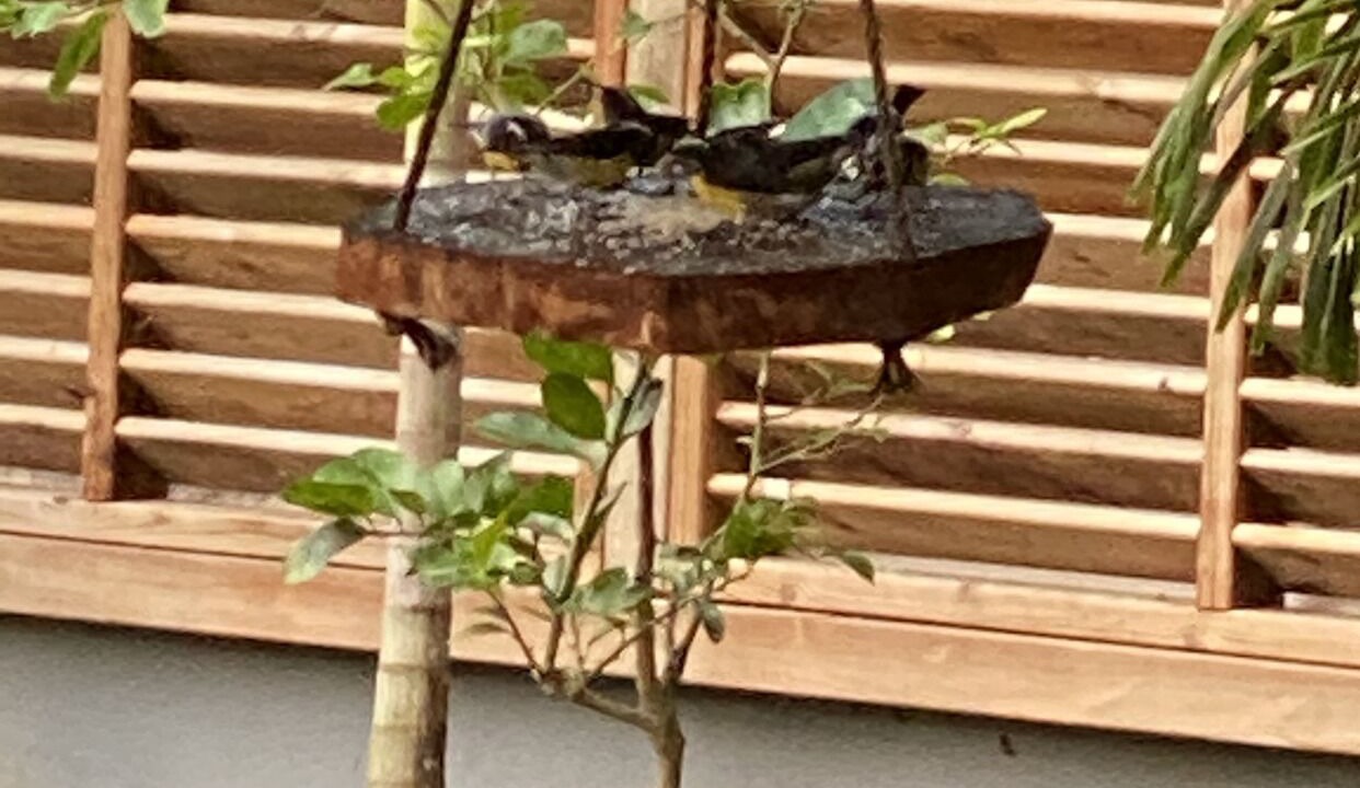 Photo of Outdoor in Les Abymes
